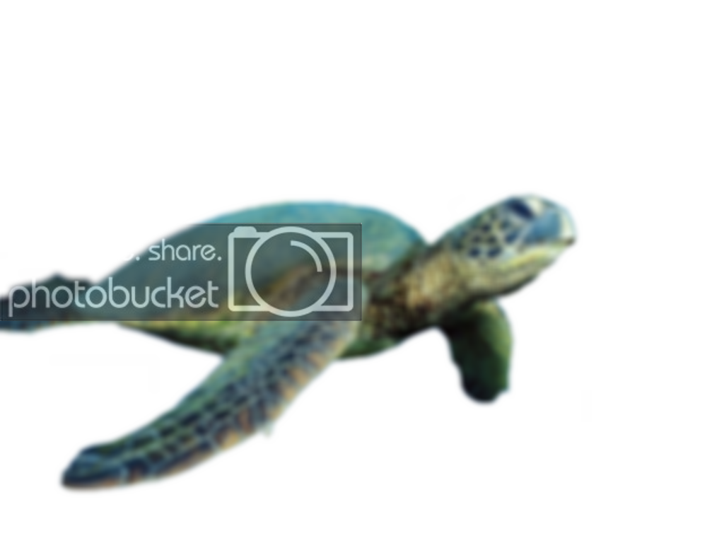 Green Sea Turtle  HD Free Download