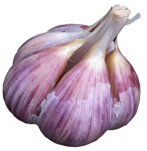 Growing Garlic Alaska Cooperative Extension Service  HD Free Download