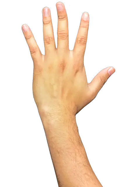 Hand PNG Hands Fingers Arm Photo   HD Free Download