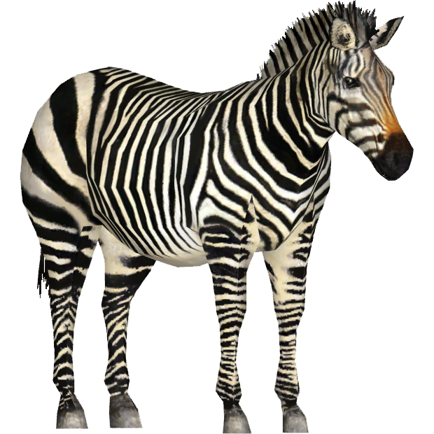 Hartmann Mountain Zebra Tamara Henson Library Wiki Fandom Powered Wikia  HD Free Download