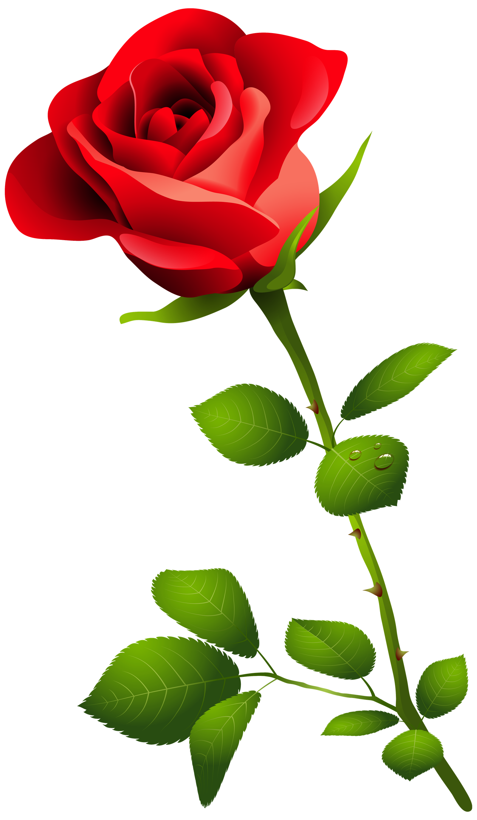 Red Rose With Stem Transparent Clipart  HD Free Download