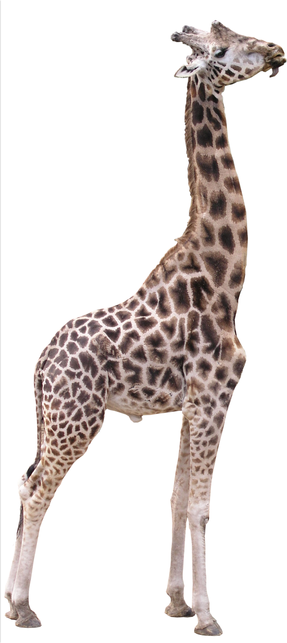 High Quality Giraffe PNG Fauna PNG Textures High  HD Free Download