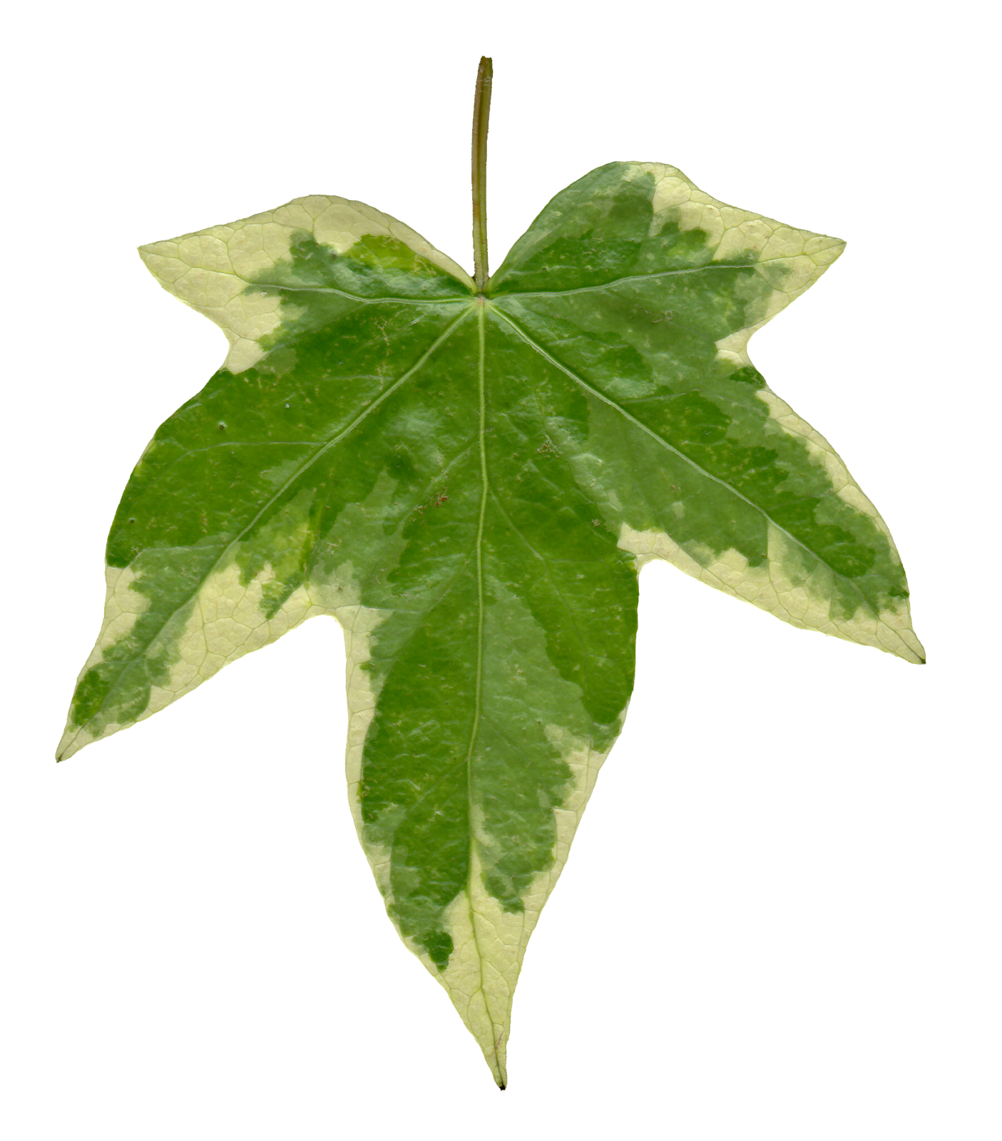 Leaf PNG Transparent Background  HD Free Download