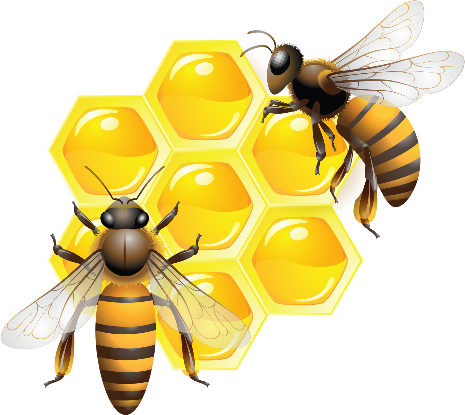 Honey Bee PNG Driverlayer  HD Free Download