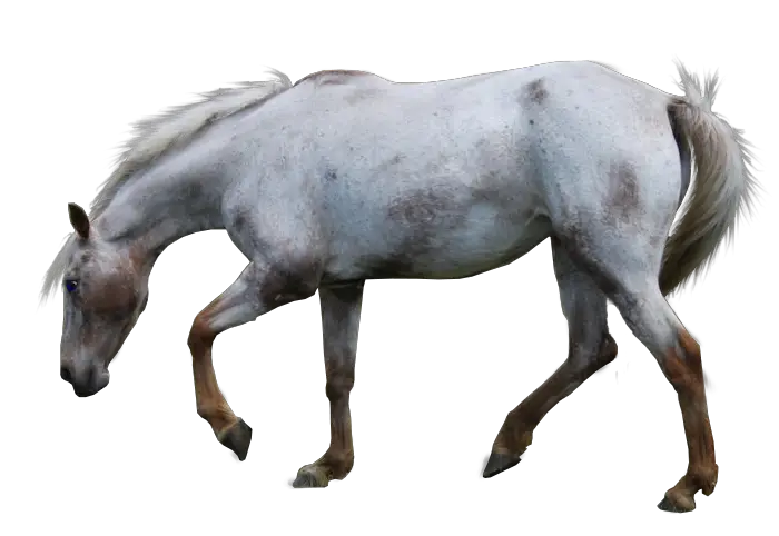 Horse Favourites Nativedream Deviantart HD Free Download