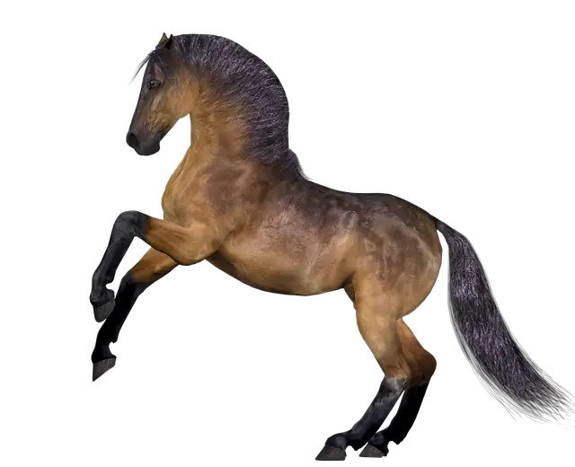 Horse Mane Head Image HD Free Download