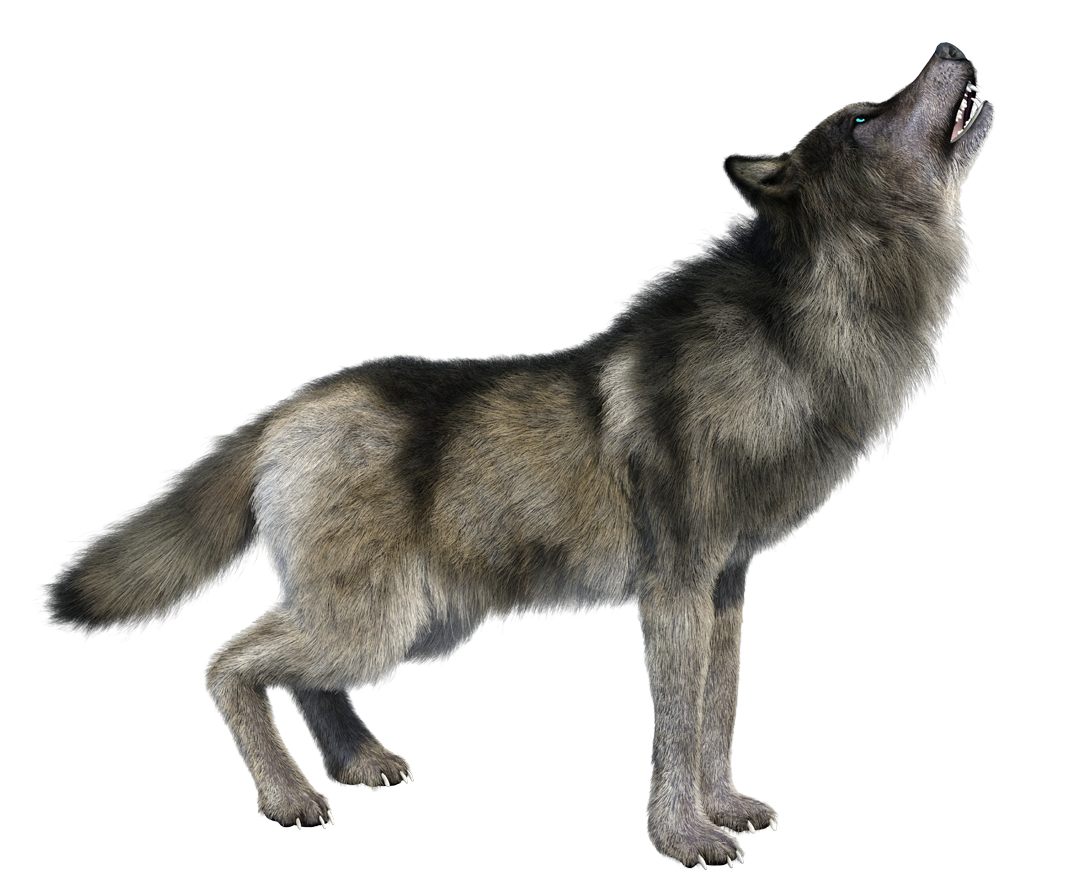 Howling Wolf PNG Image Transparent  HD Free Download