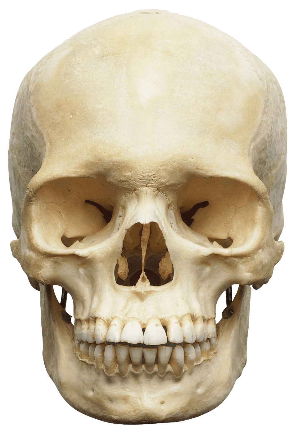 Human Skull White Transparent PNG Stickpng  HD Free Download