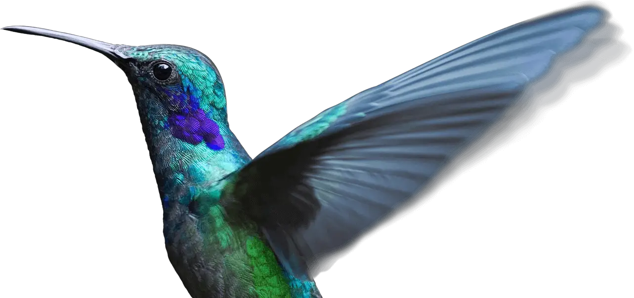 Hummingbird Annotate Images And Videos Thinglink  HD Free Download