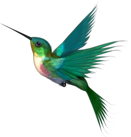 Hummingbird Bem Cil PNG Ssaros PNG HD Free Download