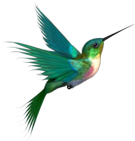 Hummingbird Flight Photo Lee Photobucket  HD Free Download