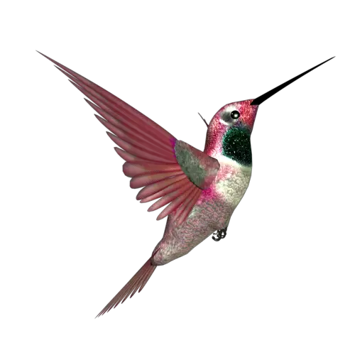 Hummingbird Forgetmenot Birds Hummingbirds  HD Free Download