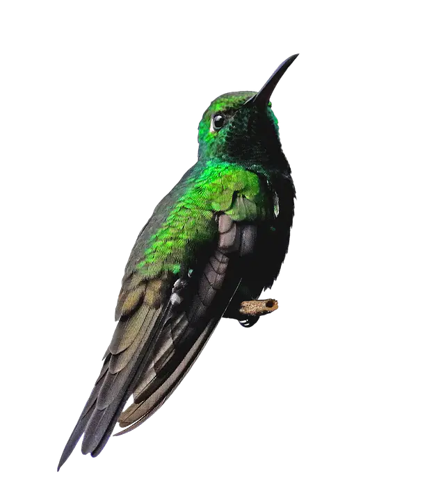 Hummingbird PNG Clip Art  HD Free Download