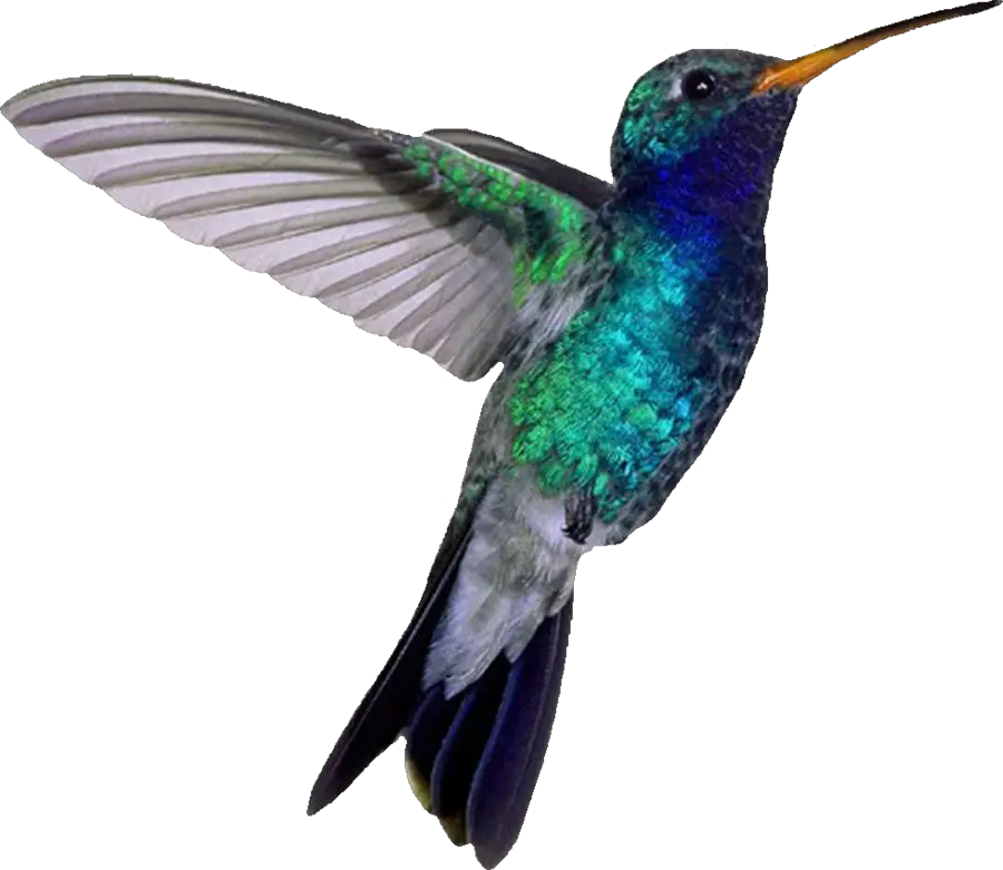 Hummingbird PNG File HD Free Download