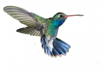 Hummingbird PNG Images Transparent PNGmartm  HD Free Download