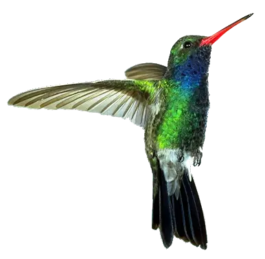 Hummingbird PNG Transparent Images  HD Free Download