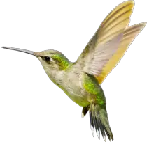 Hummingbird PNG Transparent Images HD Free Download