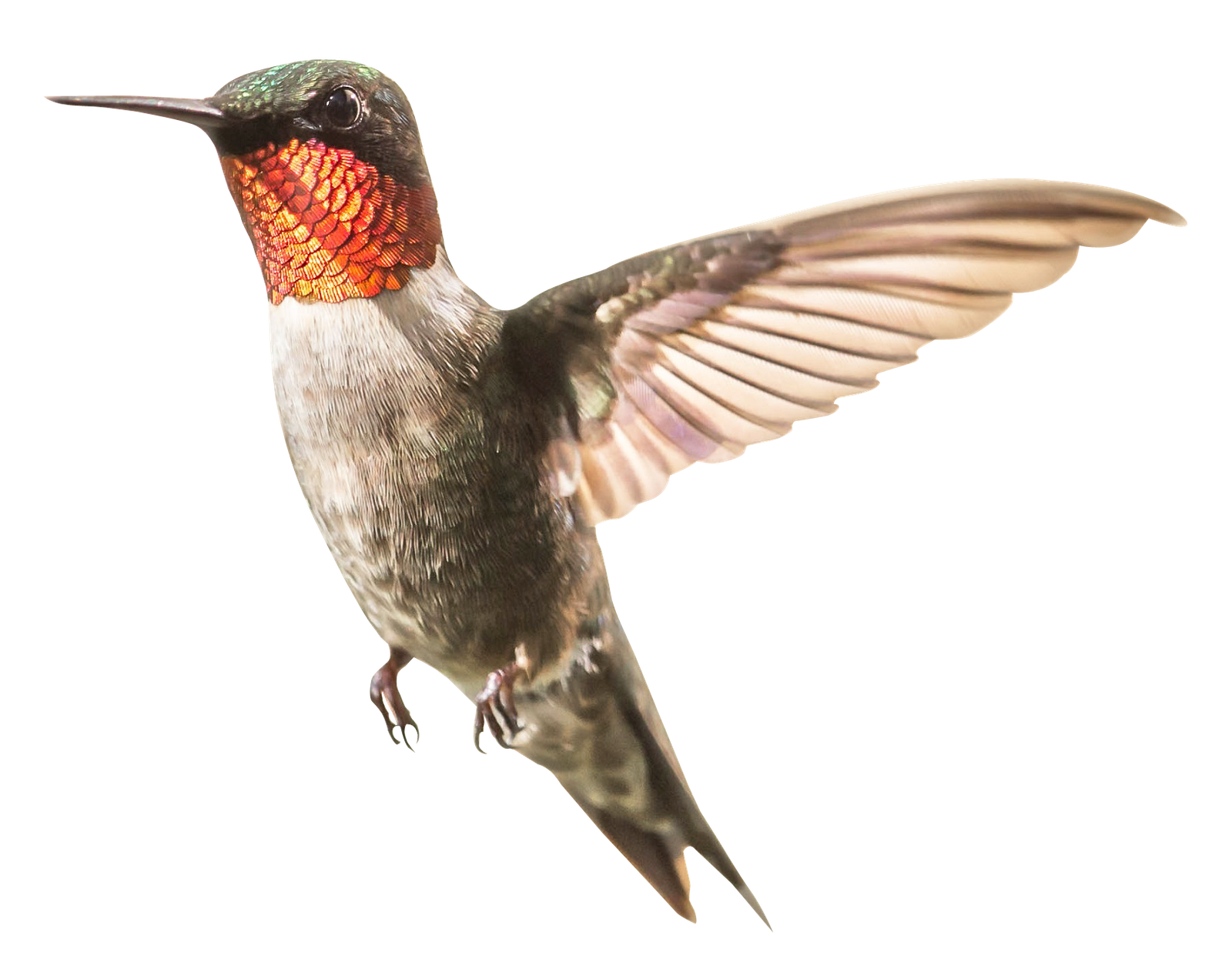 Hummingbird PNG Transparent Images   HD Free Download