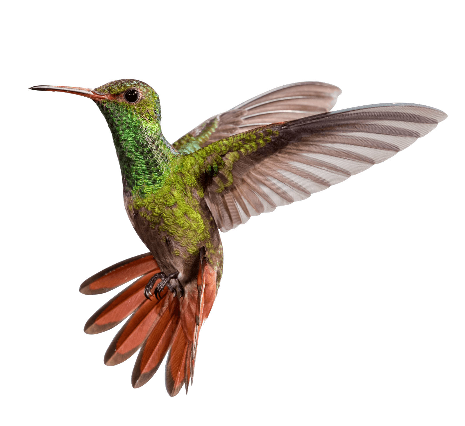 Hummingbird Soey Fcdwolle  HD Free Download