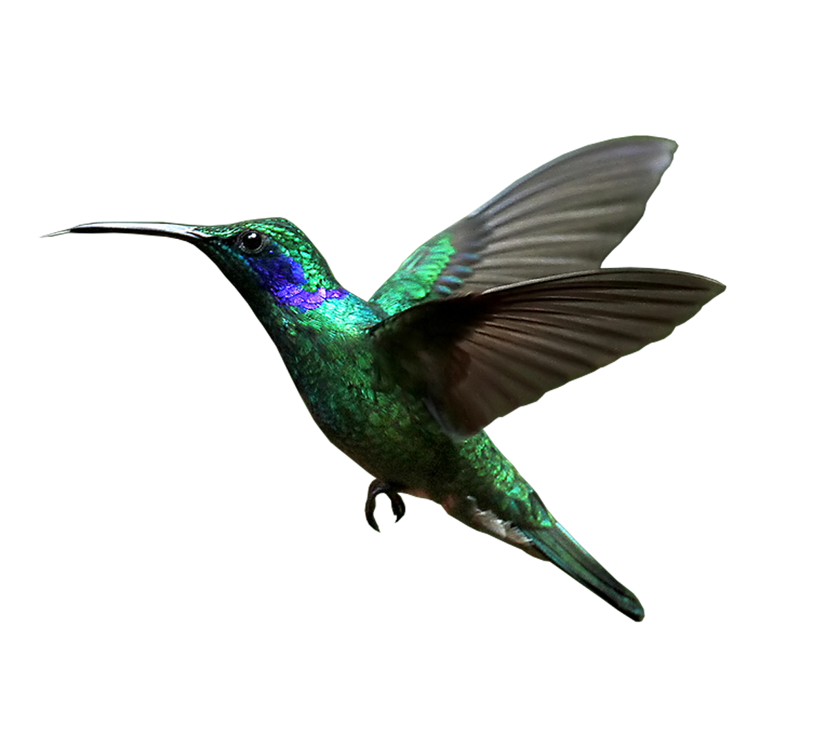 Hummingbird Transparent Background   HD Free Download