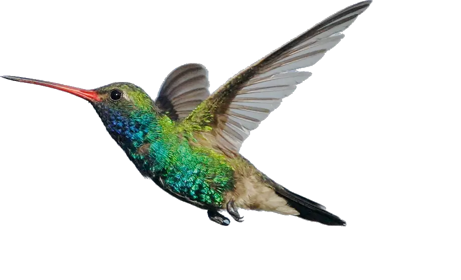 Hummingbird Transparent Best Hummingbird  HD Free Download