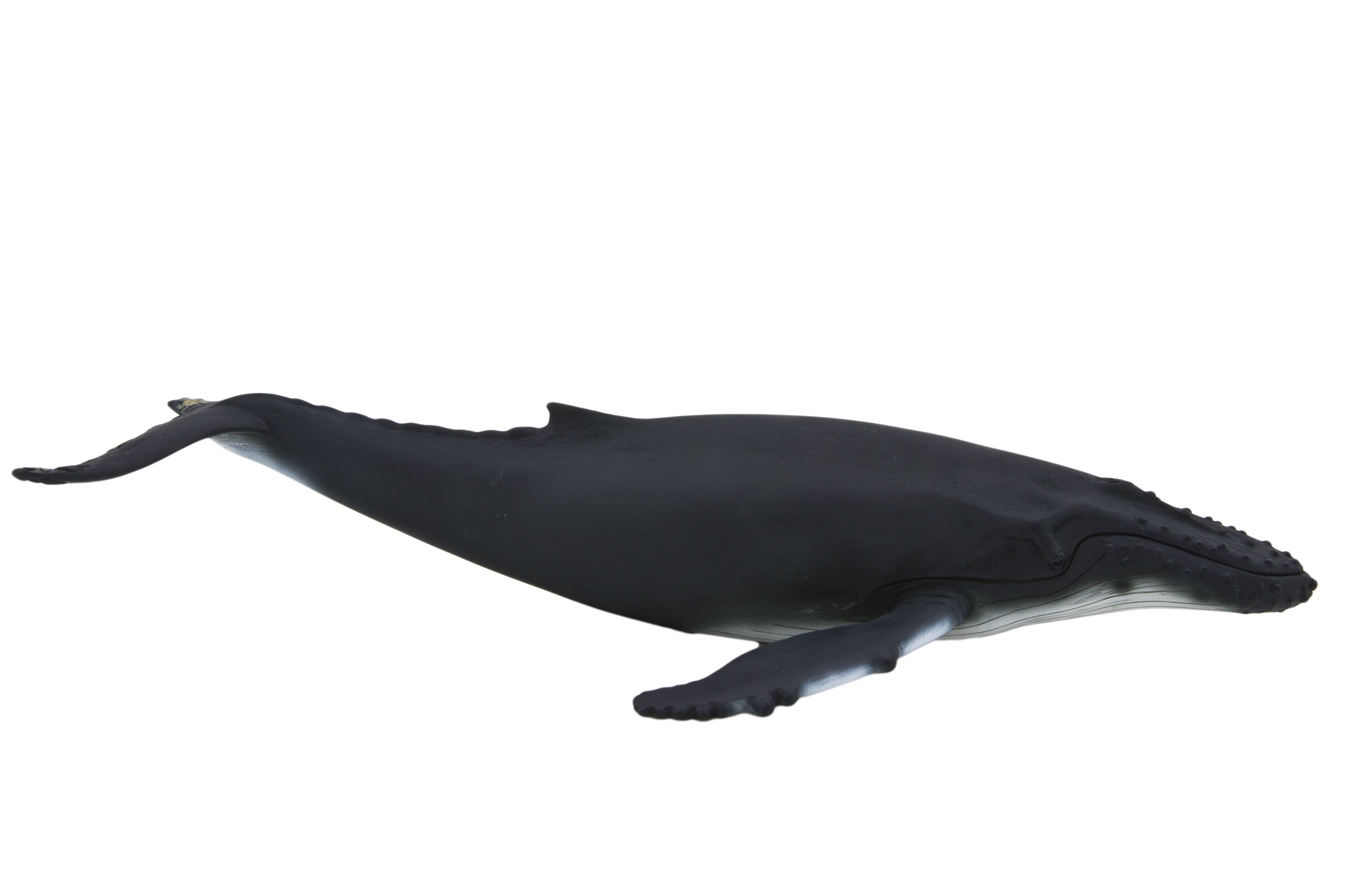 Humpback Whale Mojo  HD Free Download