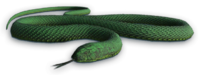 Image Cutout Snake Far Cry Wiki  HD Free Download
