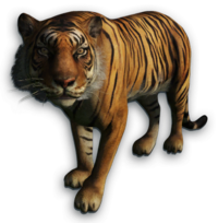 Image Cutout Tiger Far Cry Wiki  HD Free Download