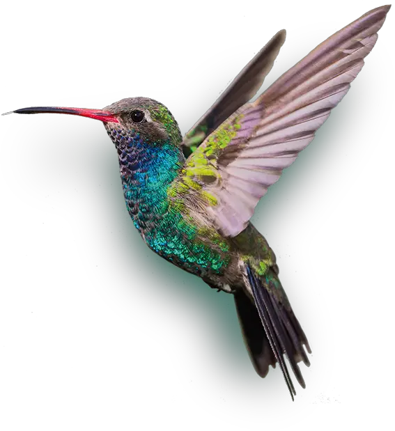 Image Result For Kolibrie Hummingbird World Birds  HD Free Download