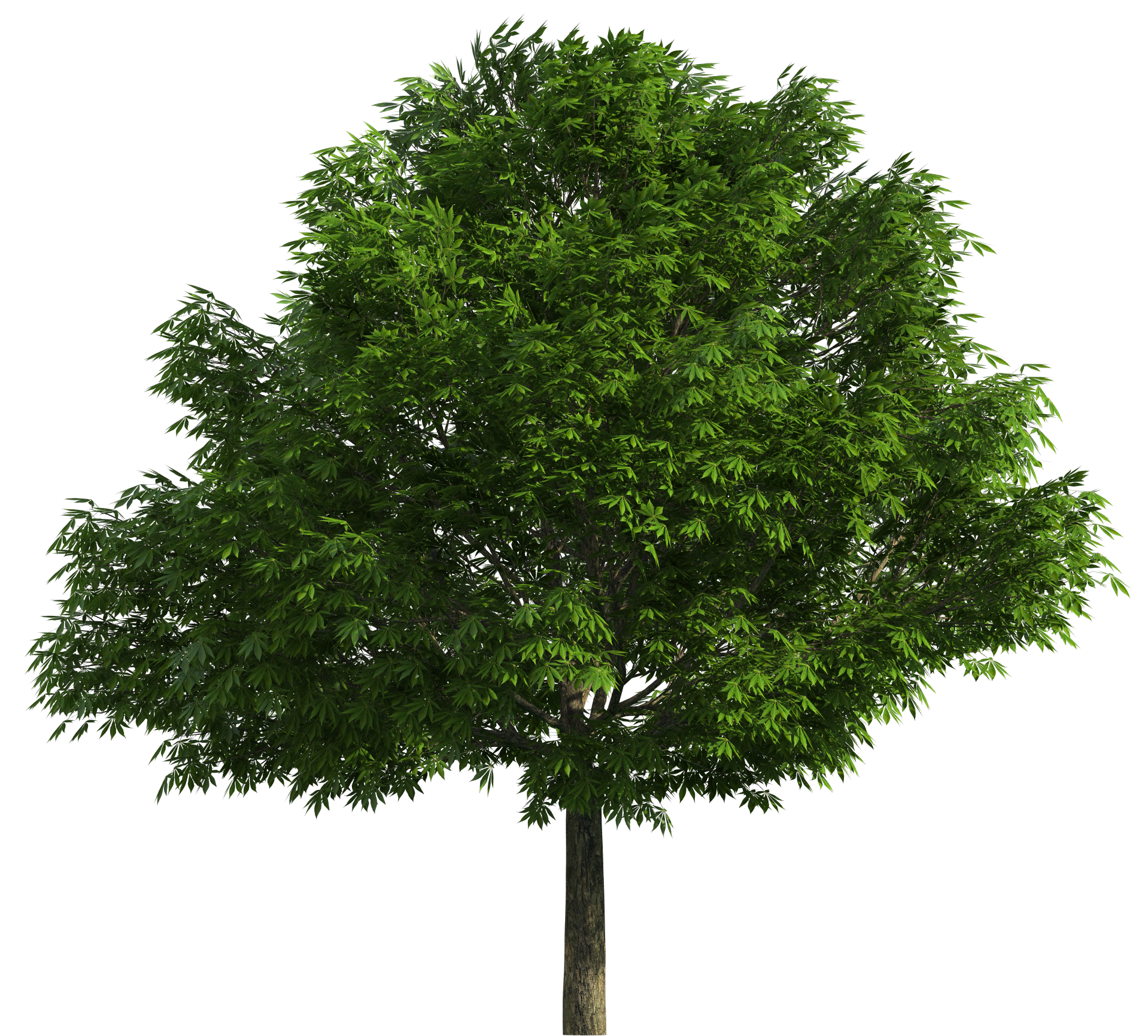 Image Result Trees Follage Photos  HD Free Download