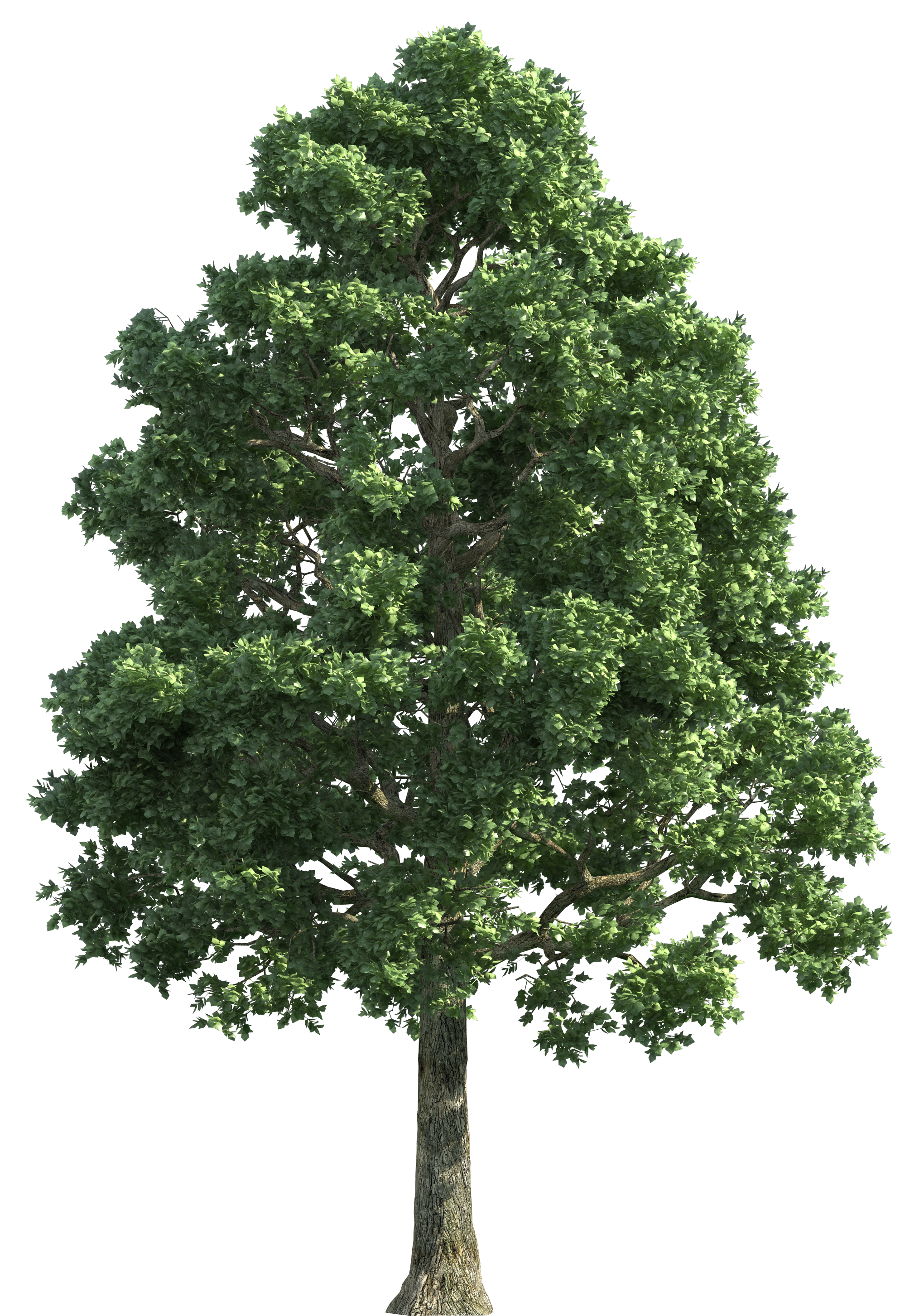 Trees Follage PNG  HD Free Download
