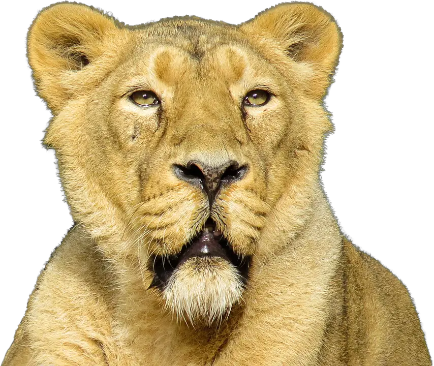 Isolated Animal Lion Photo   HD Free Download