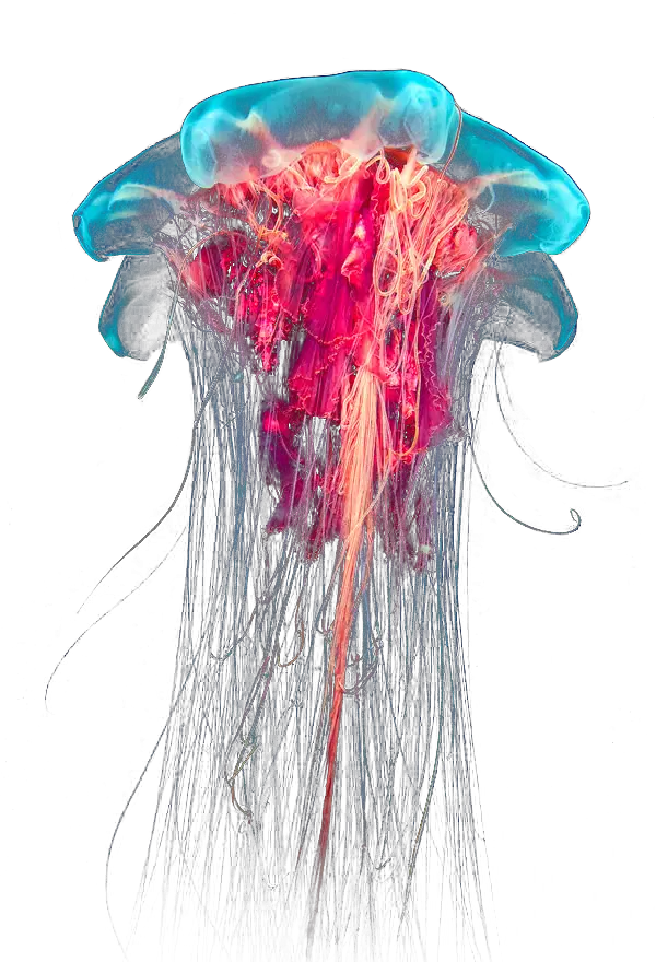 Jellyfish Forgetmenot Jelly Fish HD Free Download