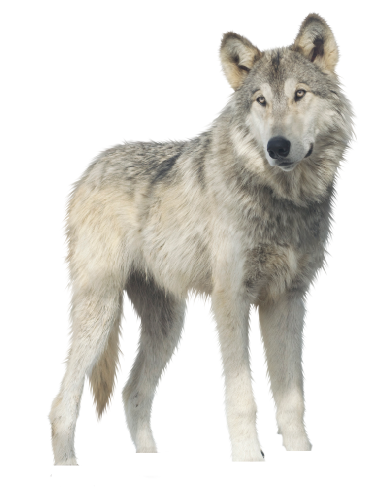 Jericho Wolf PNG Raynexstorm Deviantart  HD Free Download