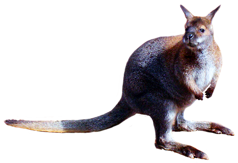 Kangaroo Animal Clip Art  HD Free Download