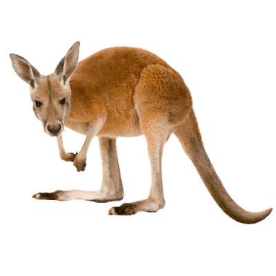 Kangaroo Close Transparent PNG  HD Free Download