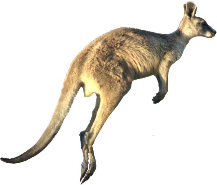 Kangaroo Picture Transparent  HD Free Download