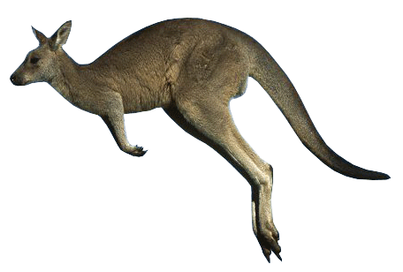 Kangaroo Image Collection  HD Free Download