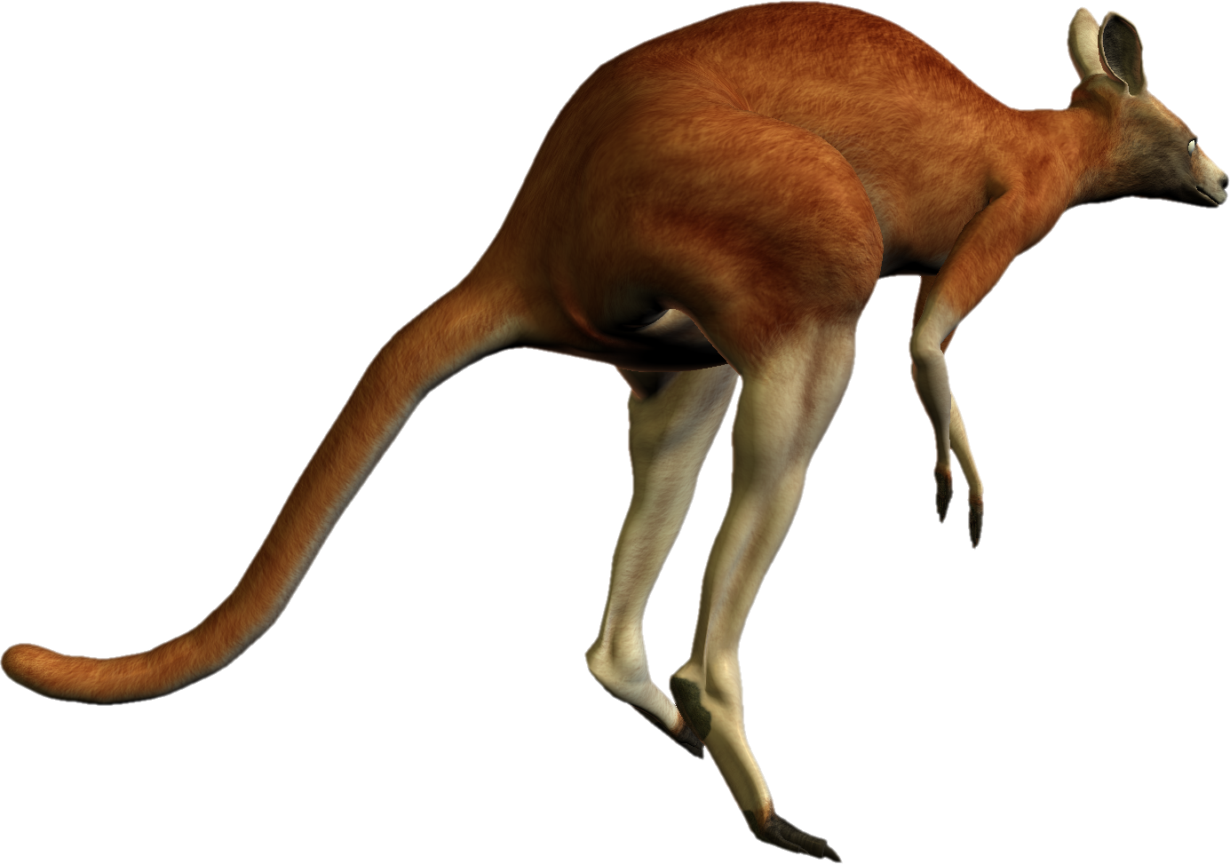 Kangaroo PNG Image Collection  HD Free Download