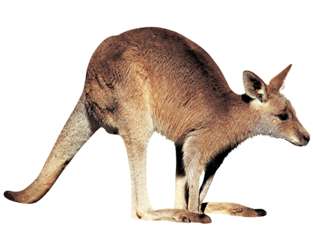 Kangaroo PNG Transparent Images  HD Free Download