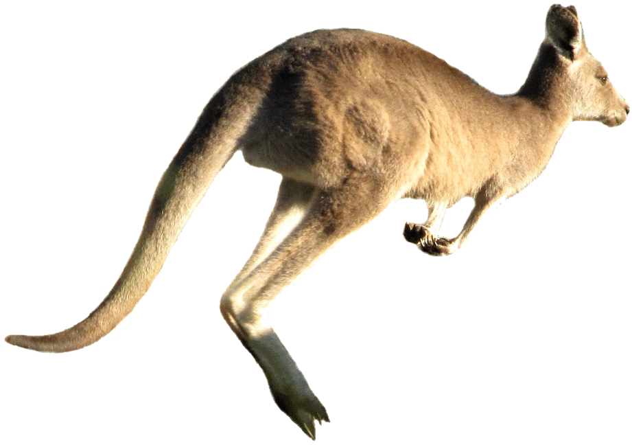 Kangaroo PNG Transparent Images Pictures Photos PNG Art  HD Free Download