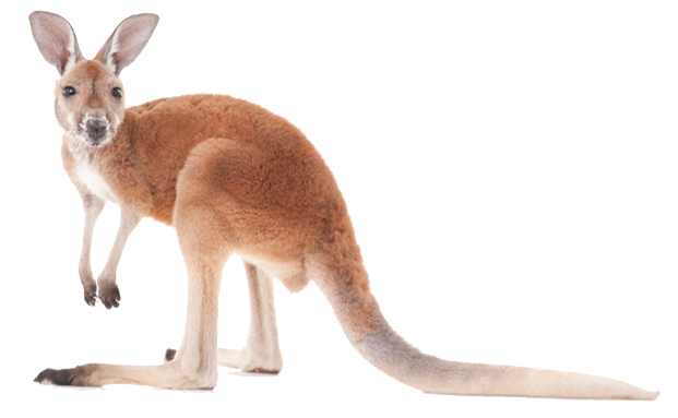Kangaroo Transparent Image PNG Arts  HD Free Download
