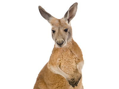 Kangaroo Transparent Images  HD Free Download