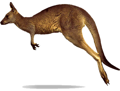 Kangaroo Transparent Quality Images   HD Free Download