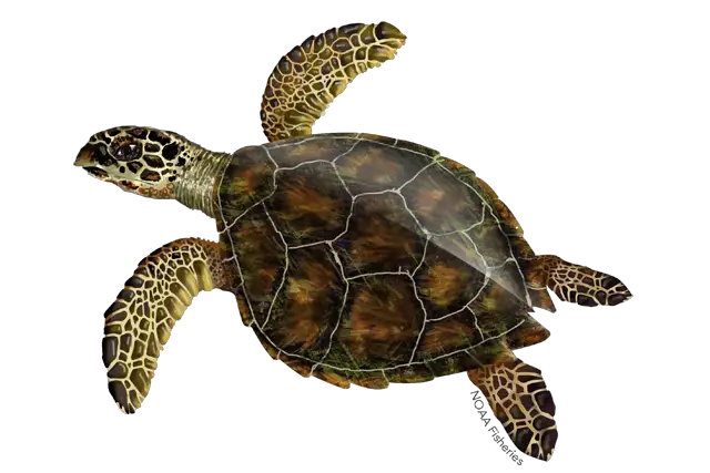 Kemp Ridley Turtle Noaa Fisheries  HD Free Download