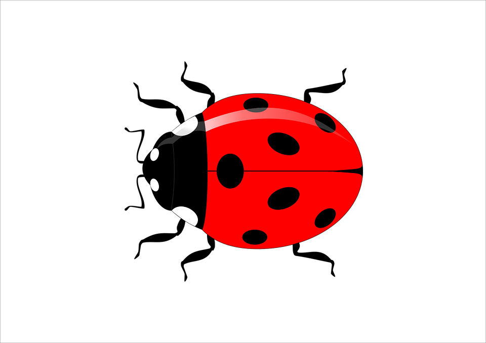 Ladybug Insect Vector Vector Graphic   HD Free Download