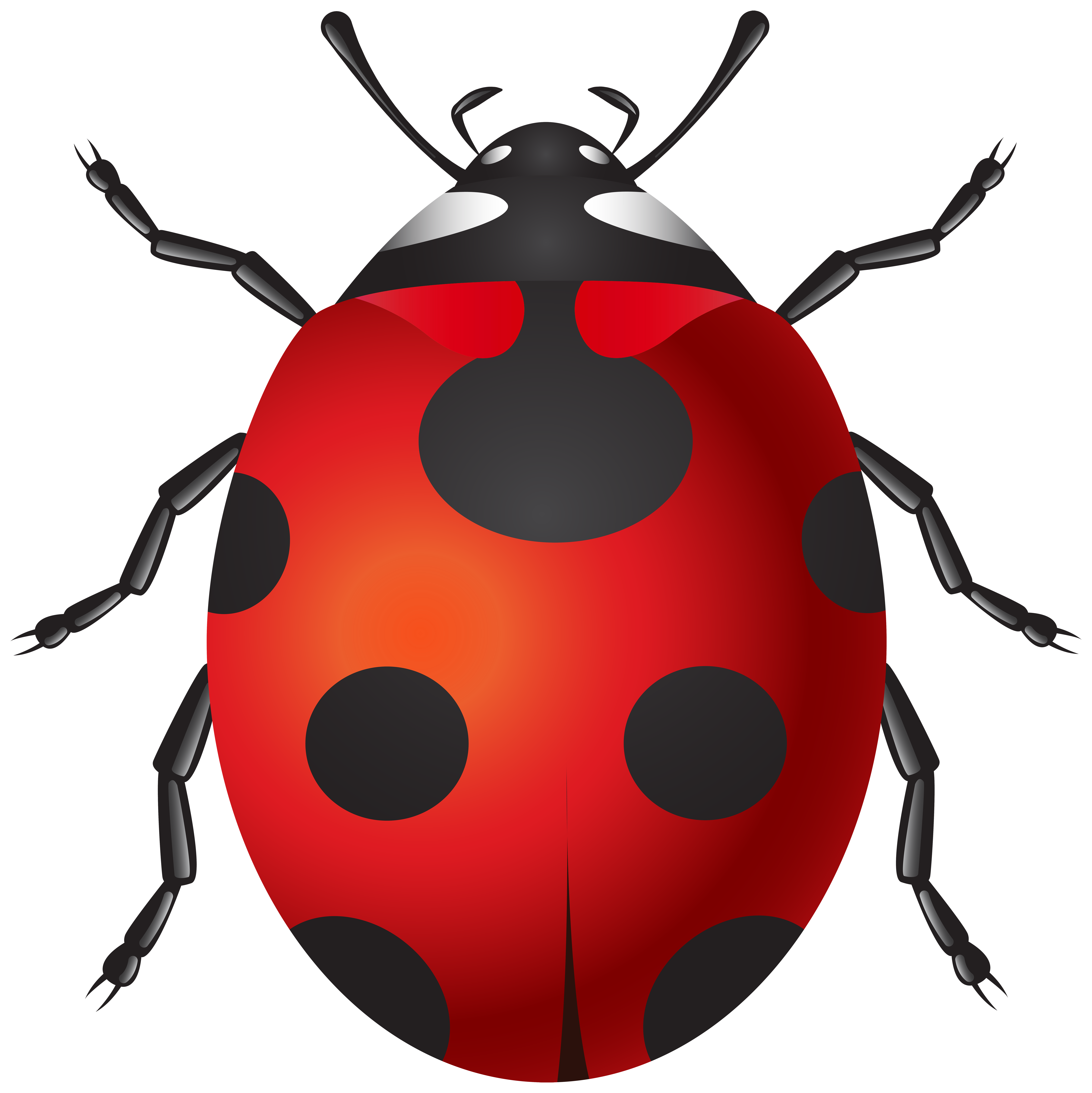 Ladybug PNG Clip Art Best Web Clipart  HD Free Download
