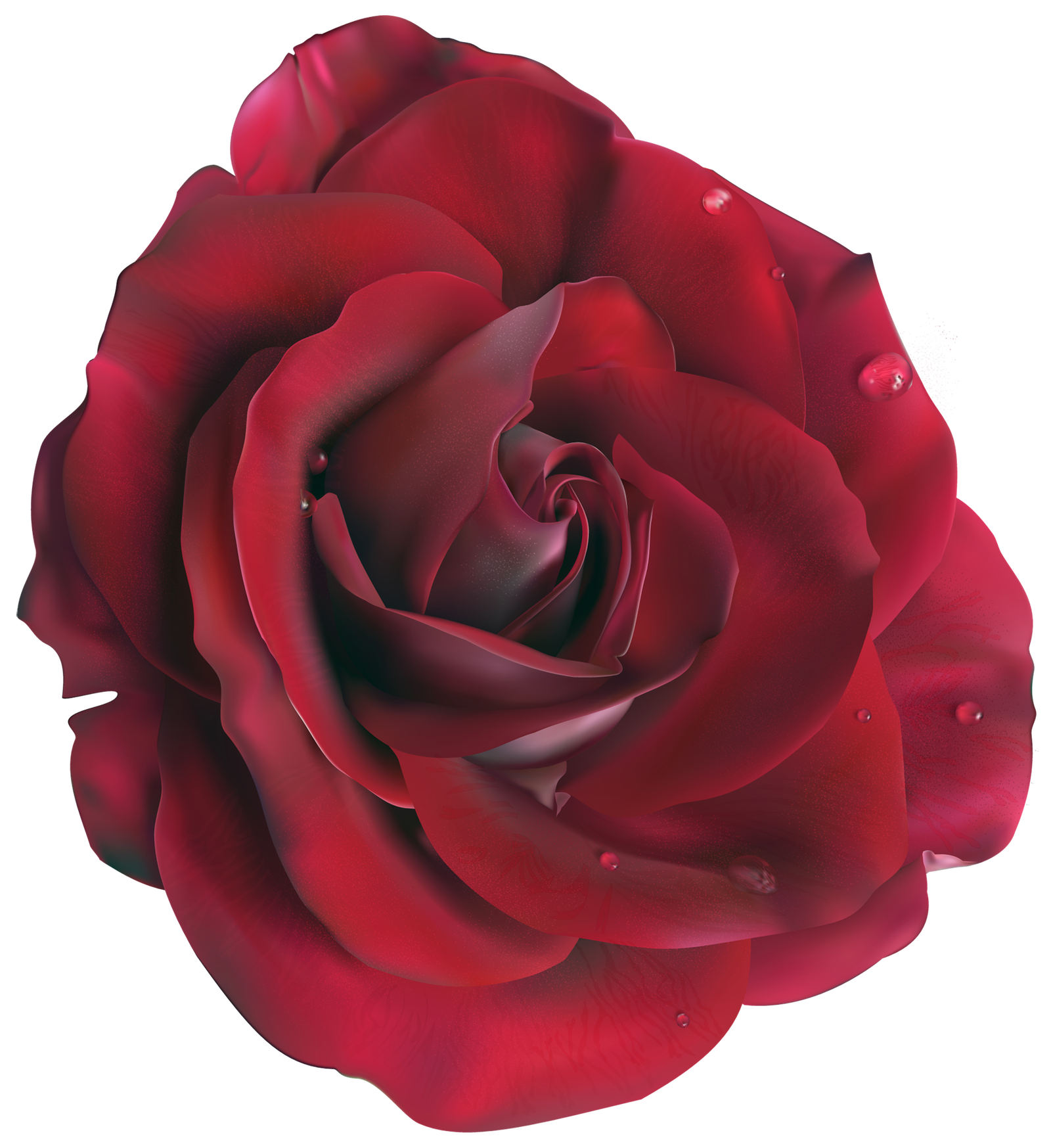 Large Dark Red Rose Clipart Transparent Background  HD Free Download