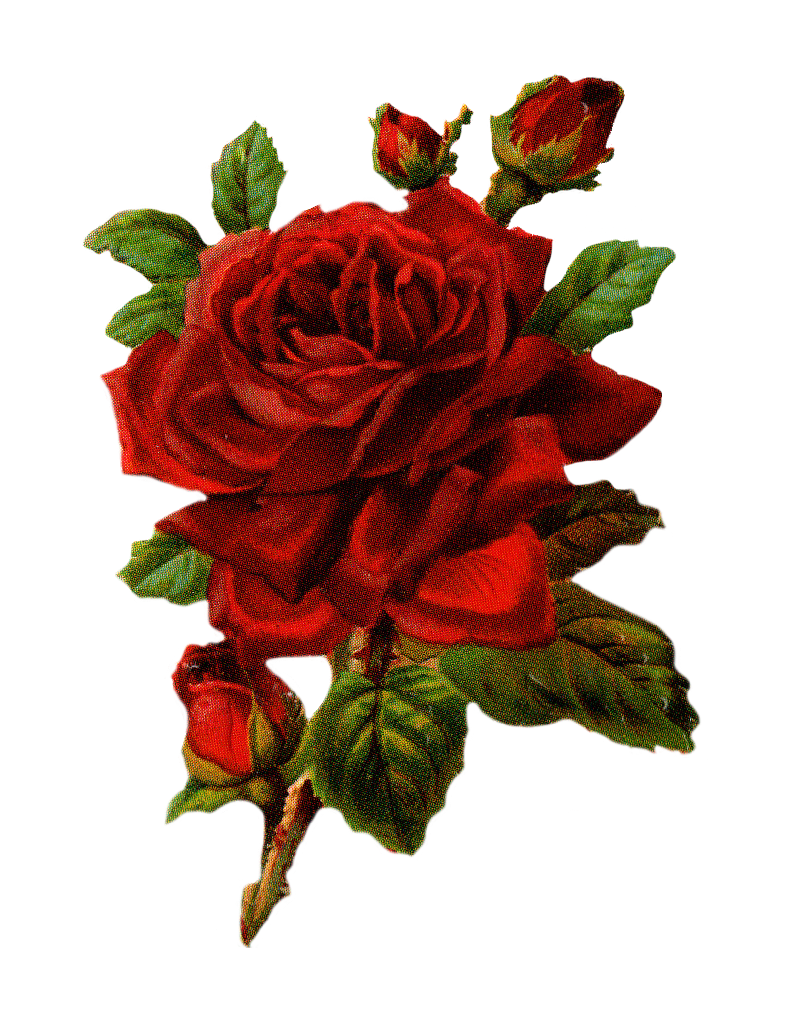 Large Rose Image Graphics For Facebook Whatsapp  HD Free Download