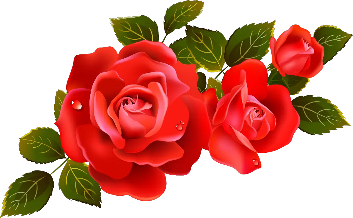 Large Rose Picture Free  HD Free Download